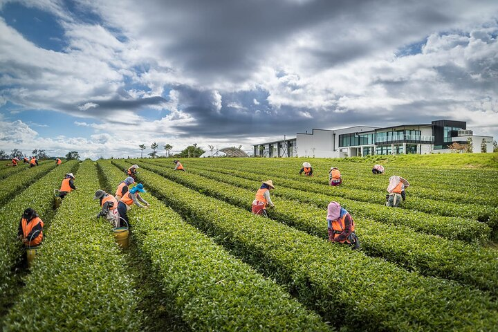 Zealong Tea Plantation 